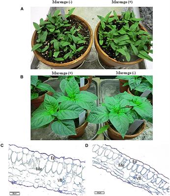 Ultrastructural Analysis of Cells From Bell Pepper (Capsicum annuum) Infected With Bell Pepper Endornavirus